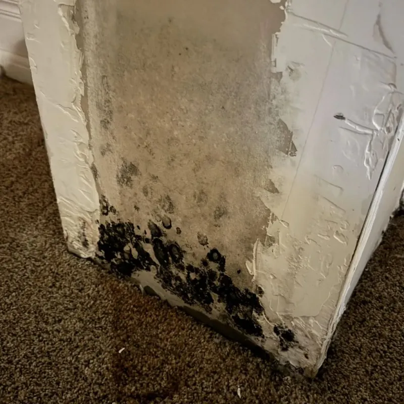Professional Mold Removal in Carroll County, MS